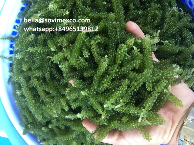 Offer Of Sea Grapes Green Caviar High Quality Vietnam