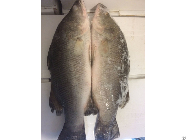 Frozen Whole Barramundi