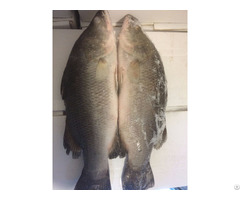 Frozen Whole Barramundi