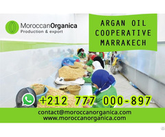 Argan Oil Wholesale Morocco In Bulk