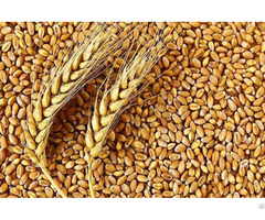 Indian Wheat