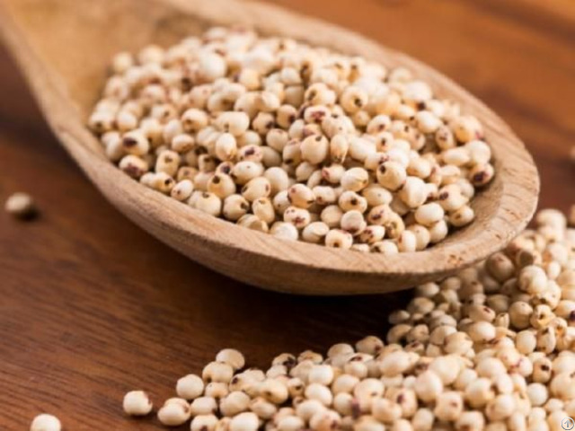 Indian Sorghum