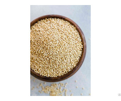 Indian Quinoa