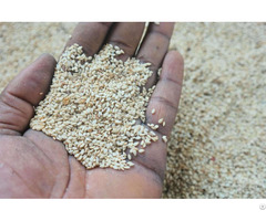 Unhulled Sesame Seeds