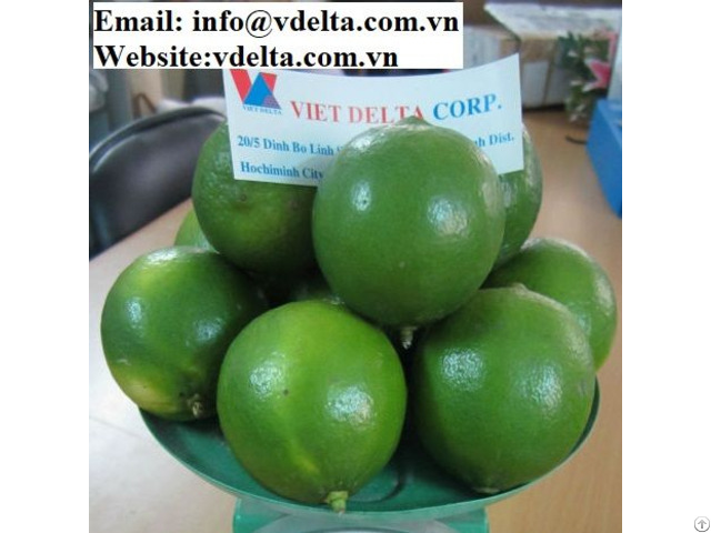 Vietnam Fresh Seedless Lime
