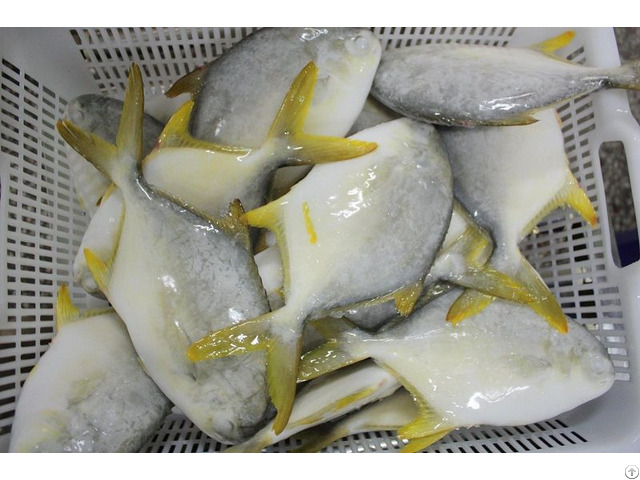 Frozen Golden Pompano