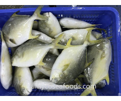 Frozen Golden Pompano Pomfret