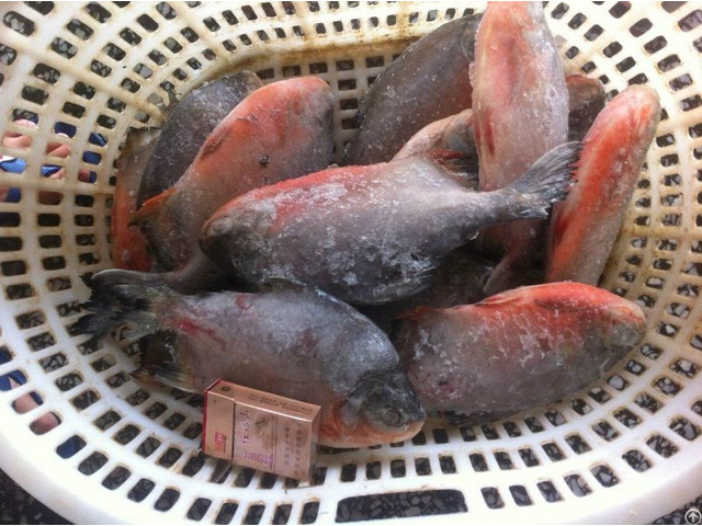 Frozen Red Pomfret Pacu