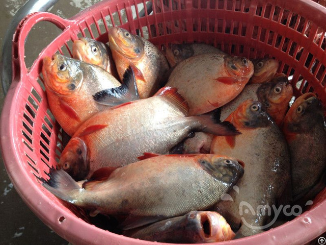 Frozen Red Pomfret Whole Round