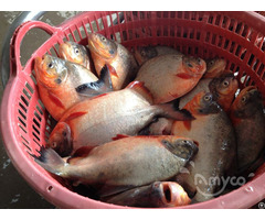 Frozen Red Pomfret Whole Round