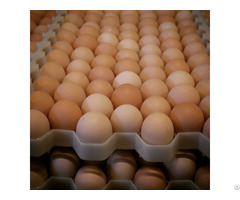 Fresh Brown And White Chicken Eggs