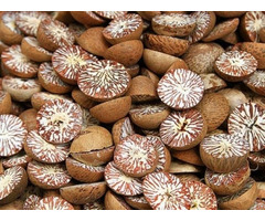 Natural Dried Betel Nut With High Quality From Vietnam