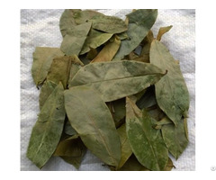 Natural Soursop Leaves With High Quality From Vietnam Whatsapp 84975262928 Helen