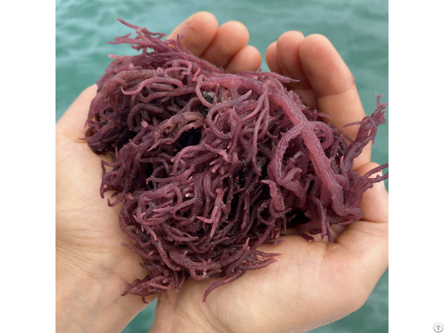 Purple Seamoss Or Irishmoss With High Quality