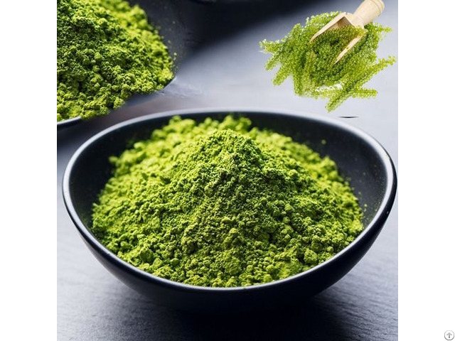 Natural Caulerpa Lentillifera Sea Grapes Powder With High Quality From Vietnam