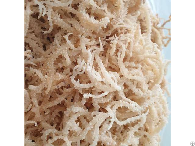 Wildcrafted White Sea Moss With Salted From Vietnam