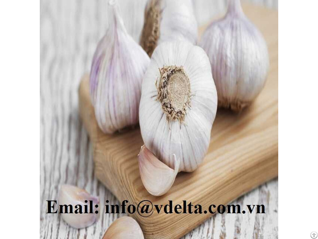 Natural Garlic From Viet Nam High Quality Species