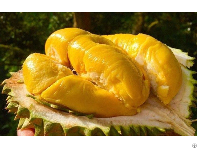 Best Seller Fresh And Frozen Durian With High Quality From Vietnam