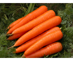 Organic Healthy And Tasty Fresh Carrot