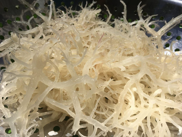 100% Organic Seamoss Irish Moss High Quality Seafood From Vietnam