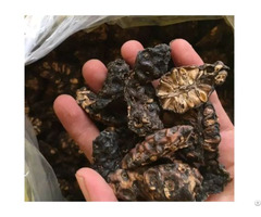 Dried Noni Slices 100% Pure Natural From Vietnam