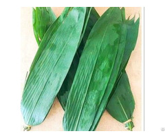 Natural Fresh Bamboo Leaves With High Quality From Vietnam And Best Price