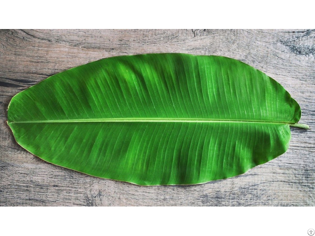 Good Sale Natural Banana Leaves With High Quality From Vietnam Whatsapp 84975262928 Helen