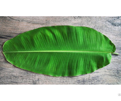 Good Sale Natural Banana Leaves With High Quality From Vietnam Whatsapp 84975262928 Helen