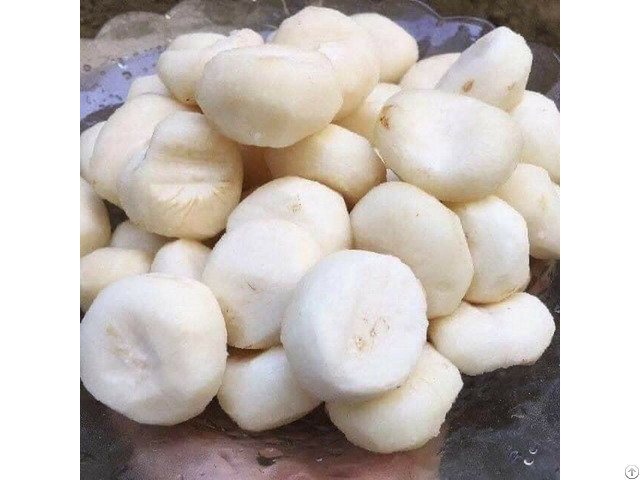 Atl Global Fresh Frozen Water Chestnut Eleocharis Dulcis Best Taste From Vietnam