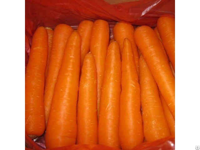 Fresh Carrot Hight Quality