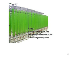 Algae Cultivation Pipeline Photobioreactor