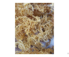 Seaweed Vietnam