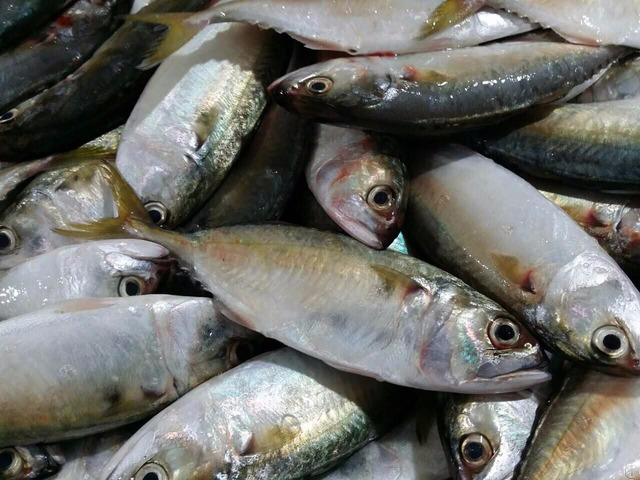 Indian Mackerel