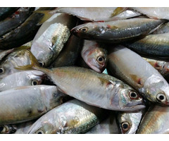 Indian Mackerel
