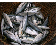 Horse Mackerel