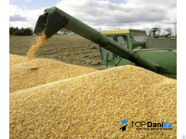 Cereals Grains Milling Wheat Crop Production 2021 Origin Romania