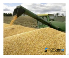 Cereals Grains Milling Wheat Crop Production 2021 Origin Romania