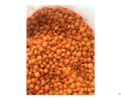 Lentil Seeds Wholesales