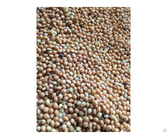 Yellow Millet