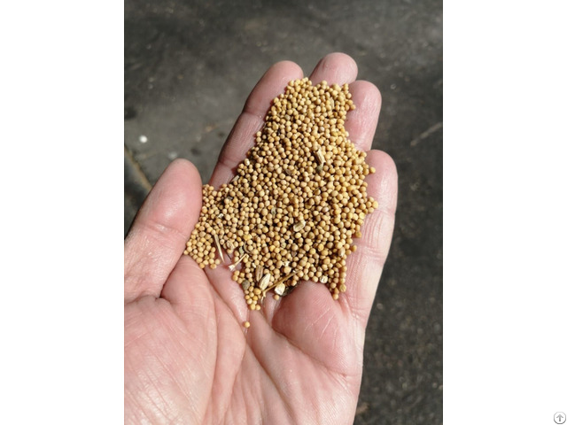 White Mustard Seeds