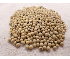 Soya Beans