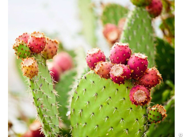 Prickly Fig Seed Oil In Bulk
