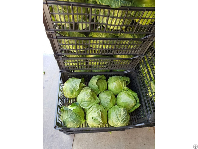 Cabbage Pepper Tomato Onion Garlic Potato