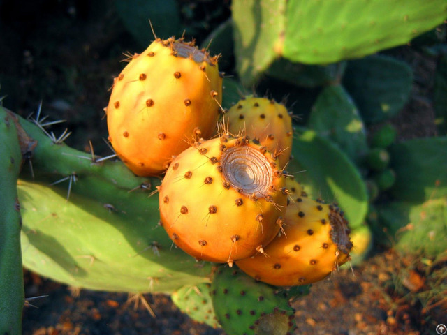 Prickly Pear Oil Wholesale