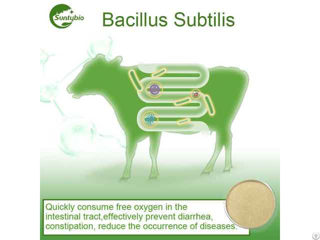 Bacillus Subtilis
