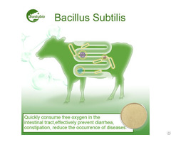 Bacillus Subtilis