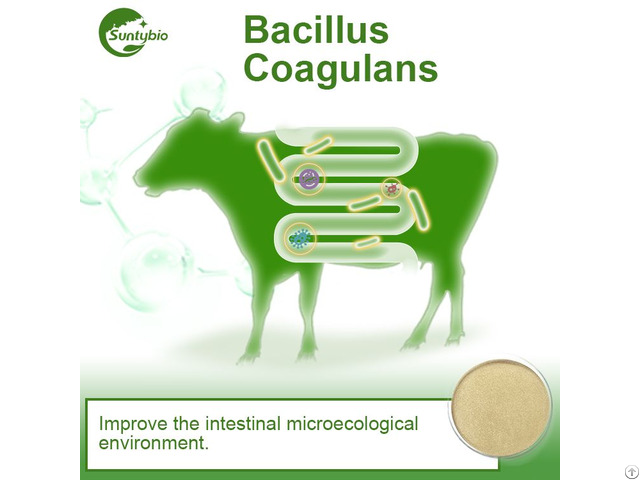 Bacillus Coagulans