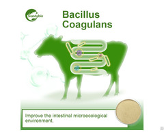 Bacillus Coagulans