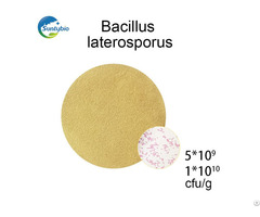 Bacillus Laterosporus