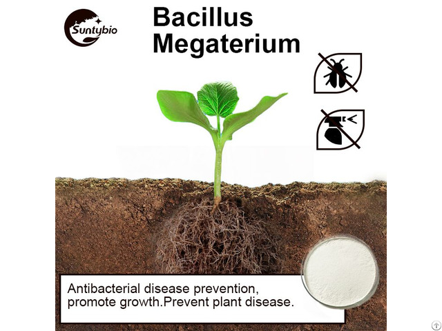 Bacillus Megatherium